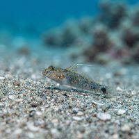 Innerspot Sandgoby