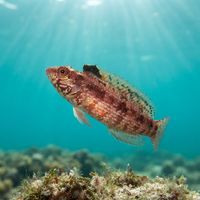 Island Kelpfish
