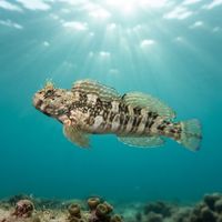 Rippled Rockskipper