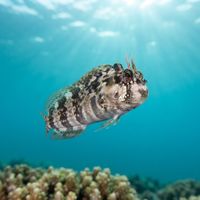 Zebra Rock Skipper