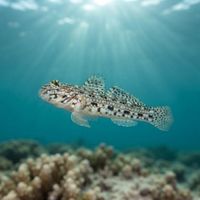 Decorated Goby