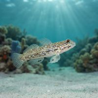 Hoese's Sandgoby