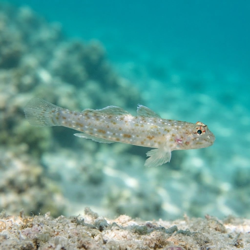 Orangespotted Sandgoby