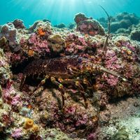 Cape rock lobster with long spiny orange-brown antennae tucked under a rocky ledge on a kelp reef.