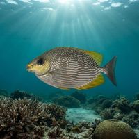 Adult Java rabbitfish with silvery body covered in dark blotches grazing over a shallow reef flat.