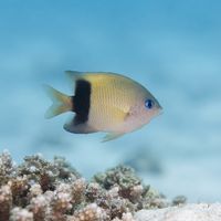 Johnston Island Damselfish