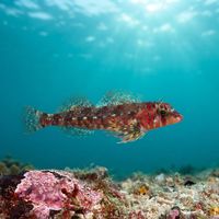 Longfin Sculpin