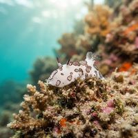 Ringed Velvet Dorid nudibranch with white velvety body and black ring markings on coral rubble.