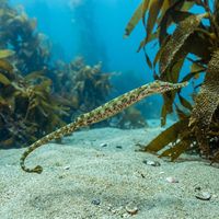 Kelp Pipefish, a slender elongated brown-green pipefish, clinging motionless among kelp fronds in cool green water.