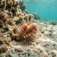 Kernel Cowry