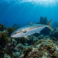 Kingfish with a silvery body, yellowish tail and streamlined carangid profile cruising over a rocky reef.