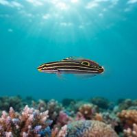 Hector's Goby
