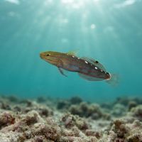 Rainford's Goby