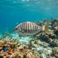 Zebraperch