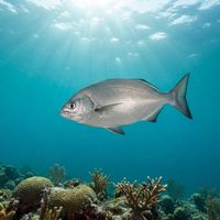 Grey Sea Chub