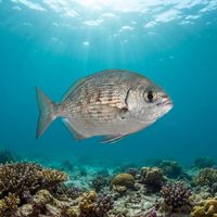 Cortez Sea Chub