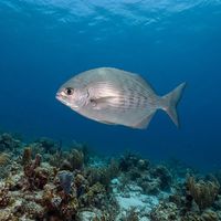 Adult Bermuda Chub with silvery-grey body and faint yellow stripes swimming over a shallow reef.