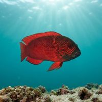 Red Dottyback