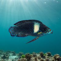 Tubelip Wrasse