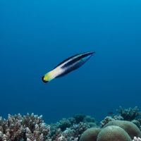 Bicolor Cleaner Wrasse