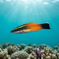 Redlip Cleaner Wrasse