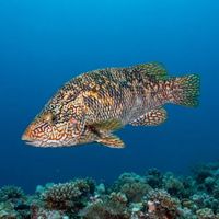 Adult ballan wrasse with mottled greenish-brown body hovering close to a rocky Atlantic reef.