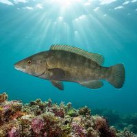 Adult brown wrasse with a dark reddish-brown body and elongated shape resting near a rocky Mediterranean reef.