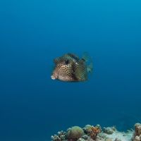 Adult spotted trunkfish with a white body covered in black spots hovering near coral reef.