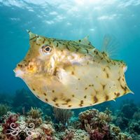 Roundbelly Cowfish