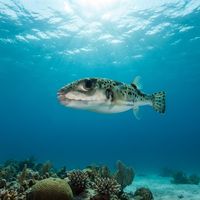 Silver-cheeked Toadfish