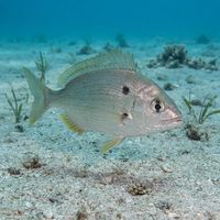 Pinfish