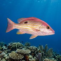 Lane Snapper