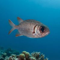 Lattice Soldierfish