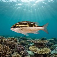Latticed Monocle Bream