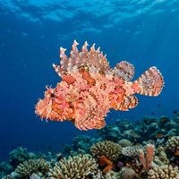 Leaf scorpionfish in pale cream and brown tones resting motionless on a coral-encrusted reef slope.