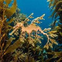 Leafy seadragon with elaborate green and yellow leaf-like appendages drifting above seagrass and kelp on a temperate Australian reef.