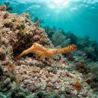 Long Nose Shrimp