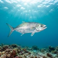 Leatherjacket
