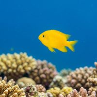 Lemon Damsel