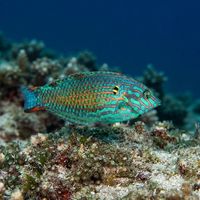 Leopard Wrasse