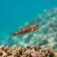 Galapagos Triplefin Blenny