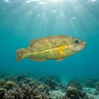 Marbled Parrotfish