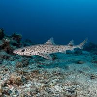 Lesser Spotted Dogfish