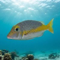 Pacific Yellowtail Emperor