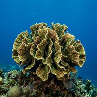 Lettuce coral forming overlapping green and brown ruffled plate-like colonies on a shallow Caribbean reef.