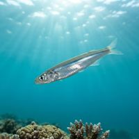 California Grunion