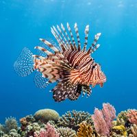 Lionfish with bold red and white banded body and long fan-like pectoral fins hovering above a coral reef.