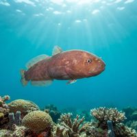 Tidepool Snailfish