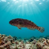 Montagu's Sea Snail
