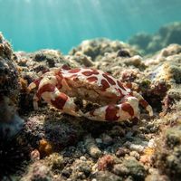 Sea Cucumber Crab
